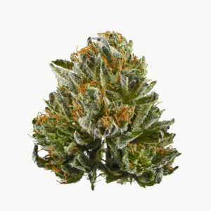 10Gs Feminised Seeds