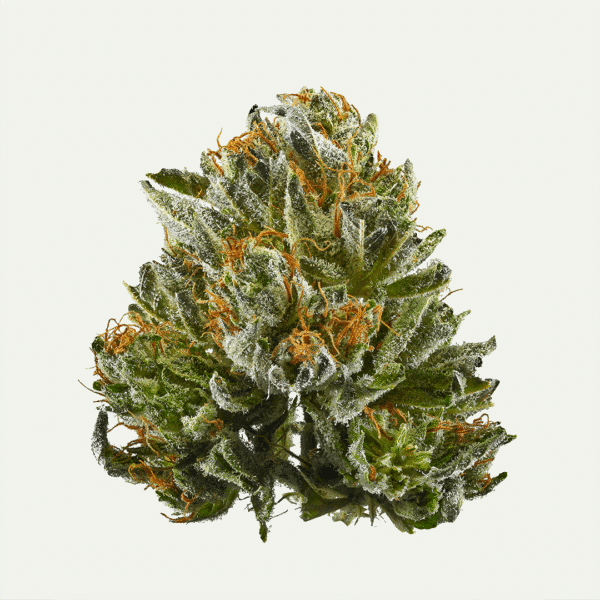 10Gs Feminised Seeds
