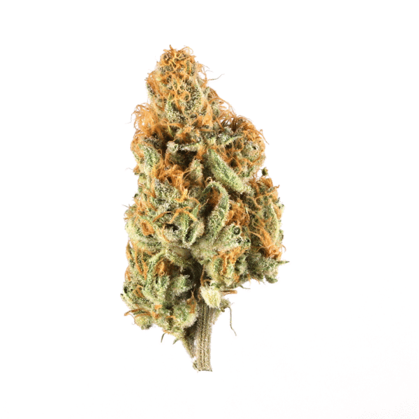 C99 Feminised Seeds