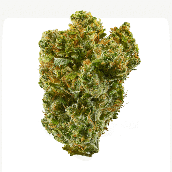 Afgooey Feminised Seeds