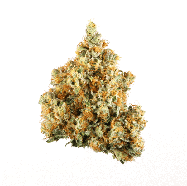 Anesthesia Auto Feminised Seeds