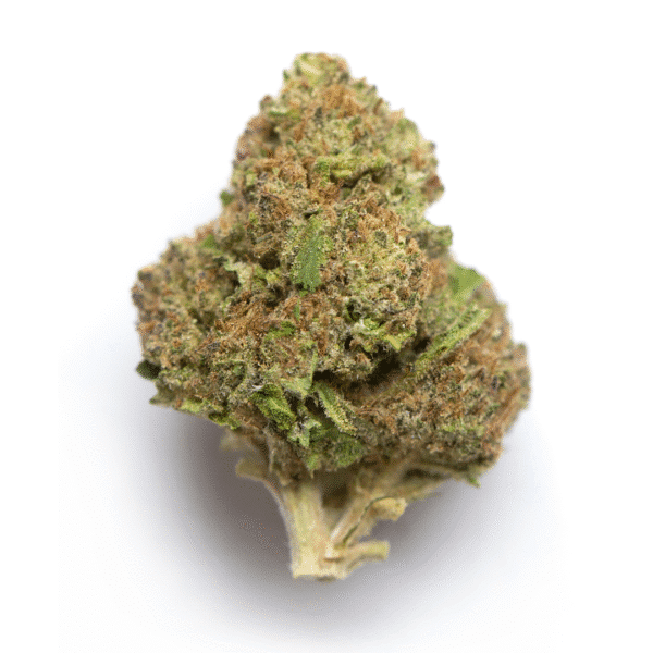 Baja Blast S1 Feminised Seeds