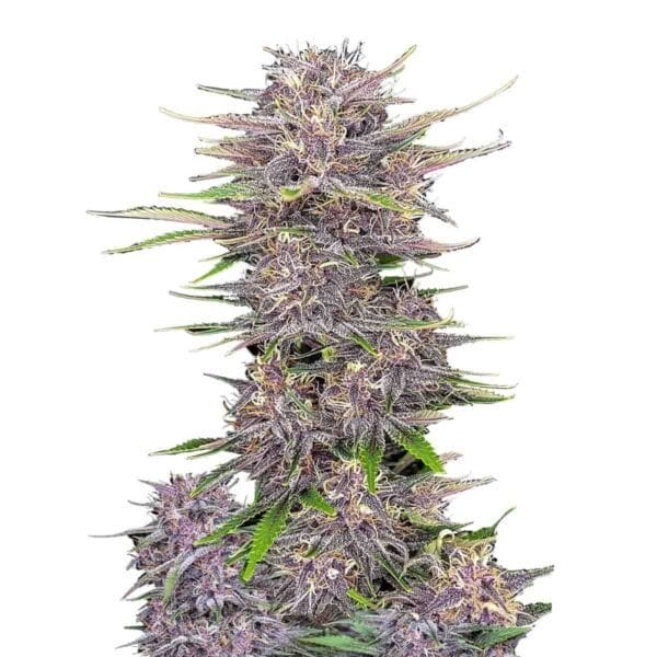 Banana Purple Punch Auto Feminised Seeds
