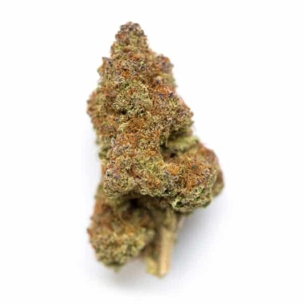 Black Cherry Flambe Feminized Seeds