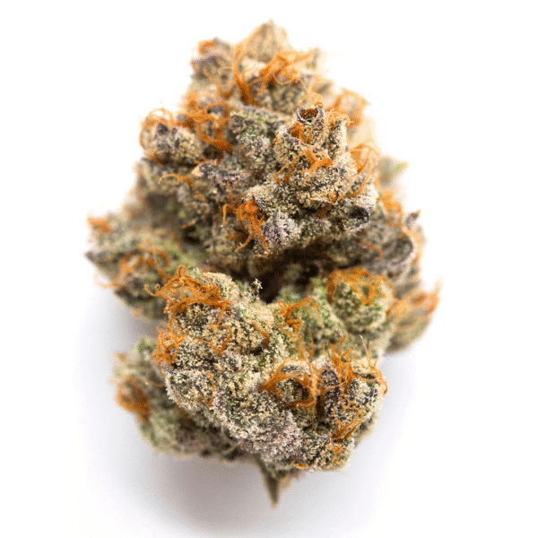 Blackberry Auto Feminised Seeds