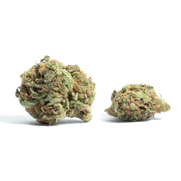 Blue Mazar Auto Feminised Seeds