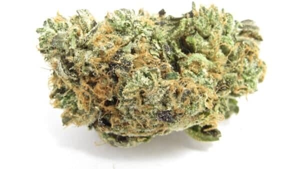 Blue Zushi Feminised Seeds