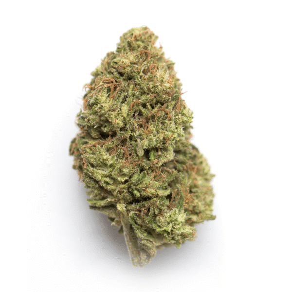 Bellini Feminised Seeds (Gold Collection)