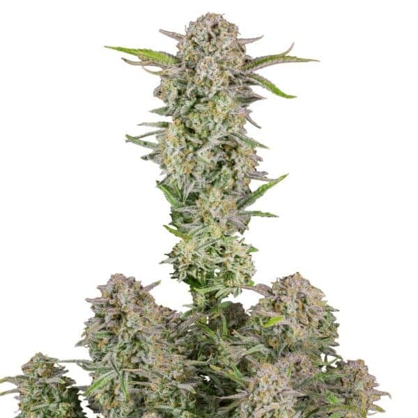 Bruce Banner x Baja Blast Feminised Seeds