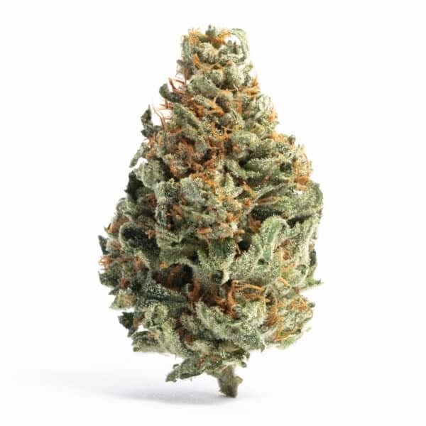Chocolope Feminised Seeds
