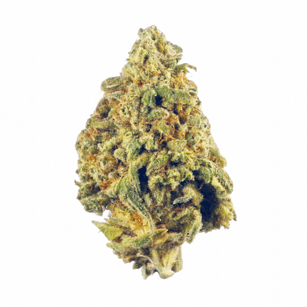 Chocolope Kush Regular Seeds