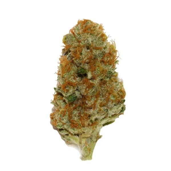 Cream Caramel F1 FAST Version Feminised Seeds
