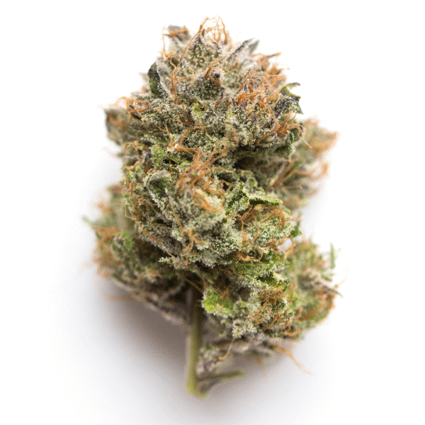 Critical Purple Kush Feminized Seeds