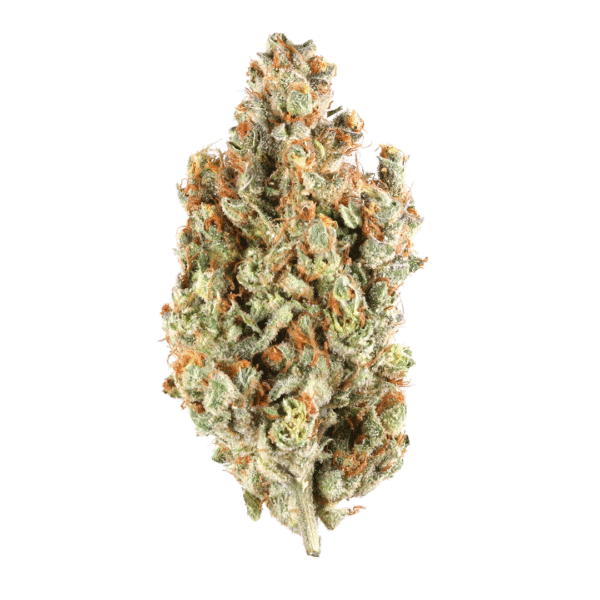 Pilot Light Auto Feminised Seeds