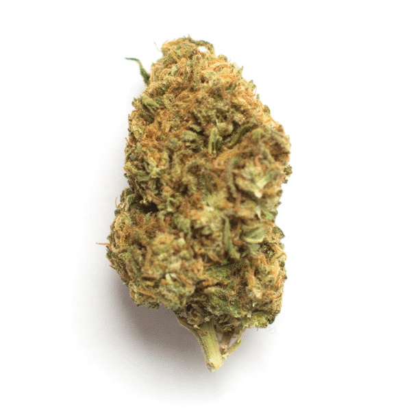 Fuegisima Fast Feminised Seeds