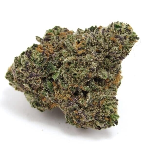 Gastro Pop S1 Feminised Seeds