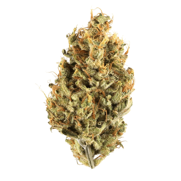 Geist OG FAST Feminised Seeds