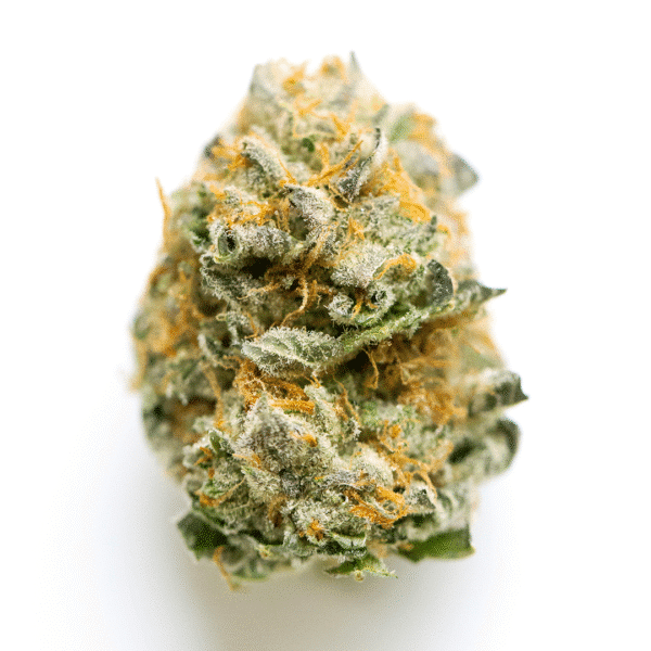GMO FAST Feminised Seeds