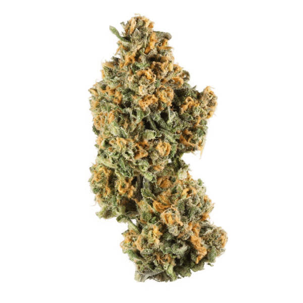 Gorilla Sherbet F1 FAST Feminised Seeds