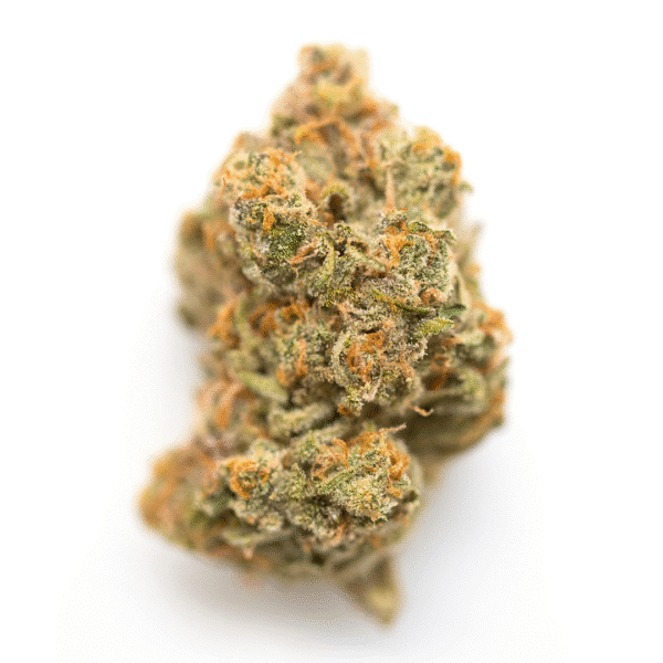 Ricky's Hash Plant Feminized Seeds (Trailer Park Boys Collab)