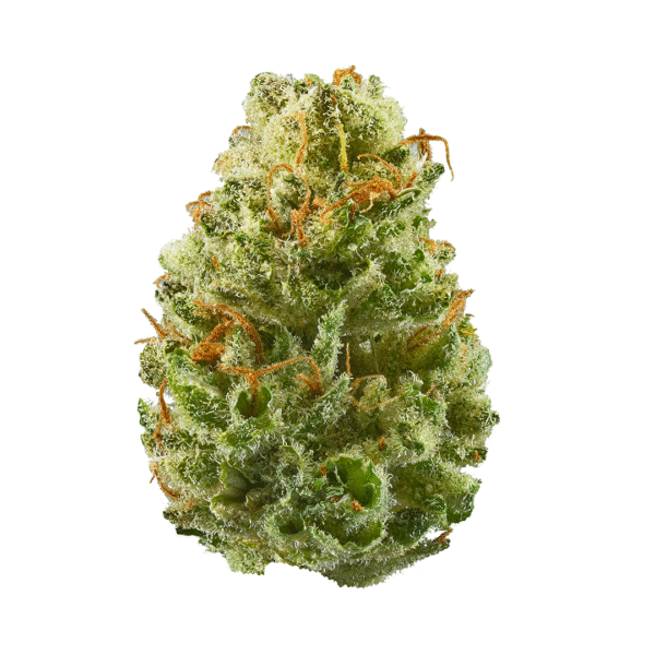 Tahitian Sunrise Feminised Seeds