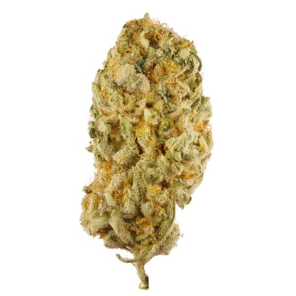 Jack Herer Fast Feminised Seeds