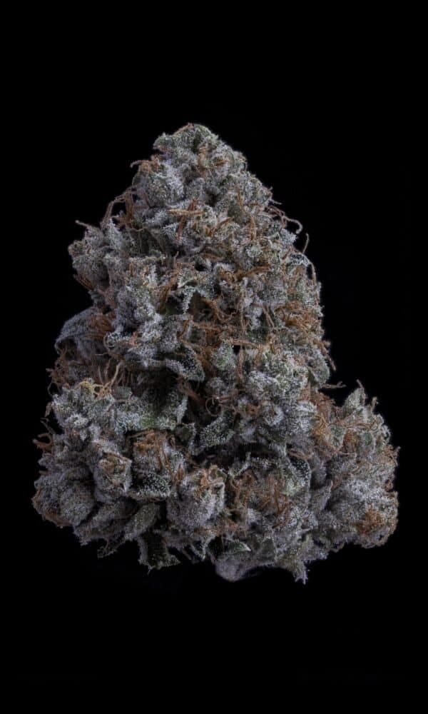 BK OG FAST Feminised Seeds