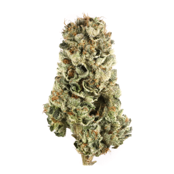 Killer Queen Feminised Seeds