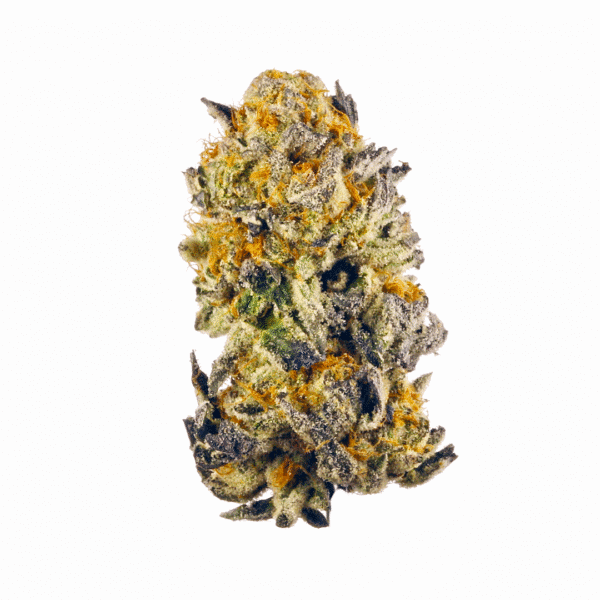 Kombucha Cream Feminised Seeds