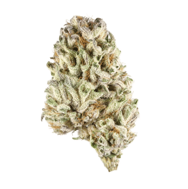 La Jefa Fast Feminised Seeds