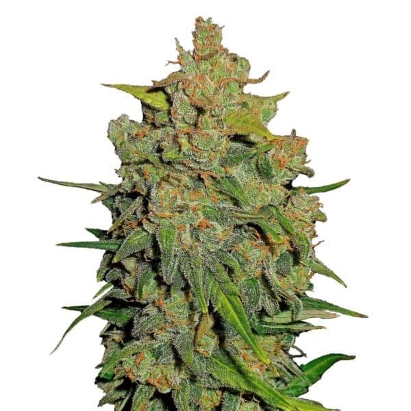 EZ Bake AUTO Feminised Seeds