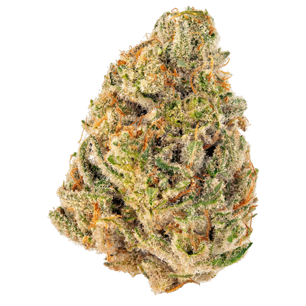 Lemon Bean Feminised Seeds