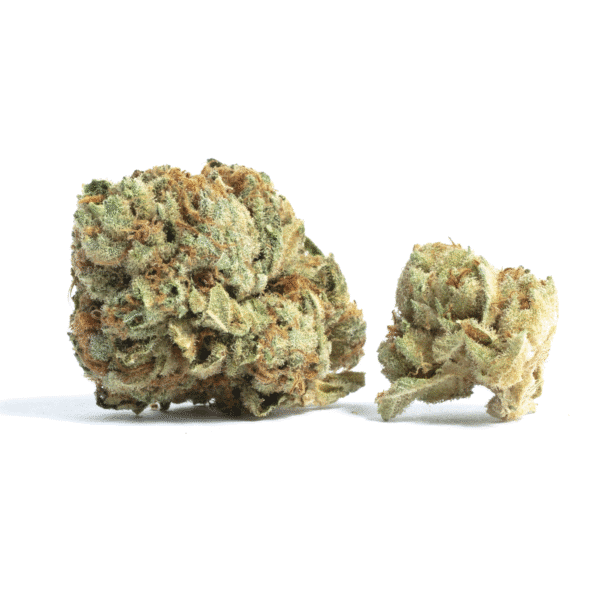 Mendo Butter Feminised Seeds