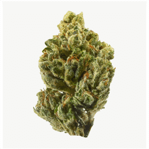 00 Kush Feminised Seeds