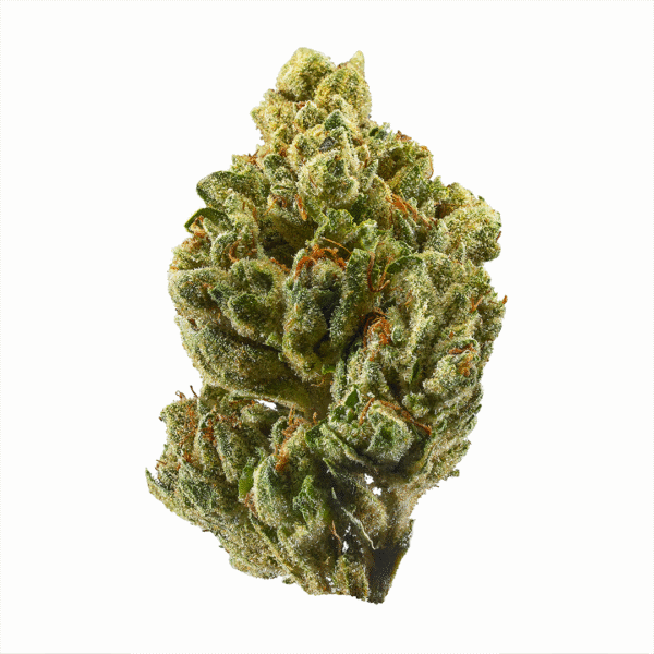 OG Kush Auto Feminised Seeds