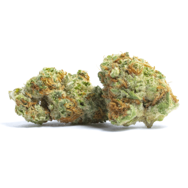 Orange Creampop Feminised Seeds