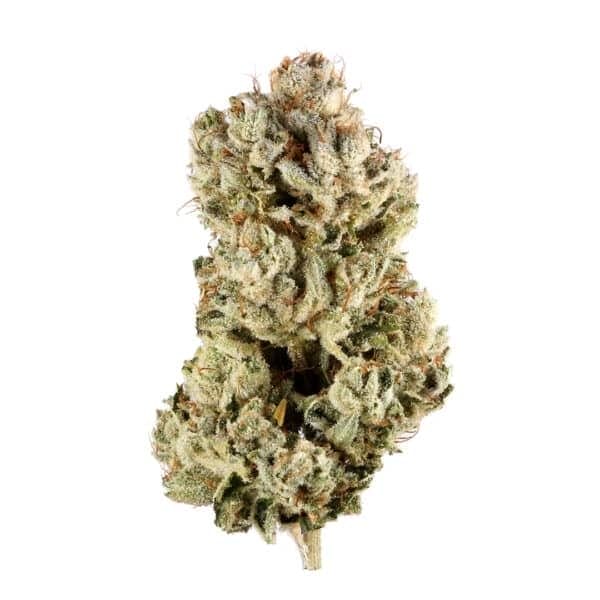 Original Blueberry Auto Feminised Seeds