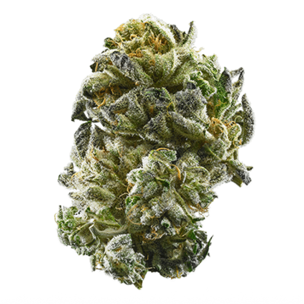 Frozen Biscotti Auto Feminized Seeds