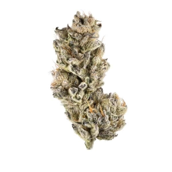 Purple Punch Auto Feminised Seeds