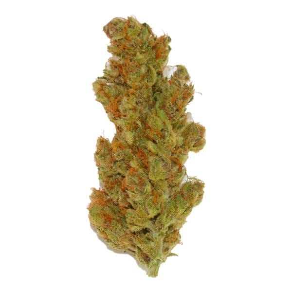 Purple Punch OG XL Auto Feminised Seeds