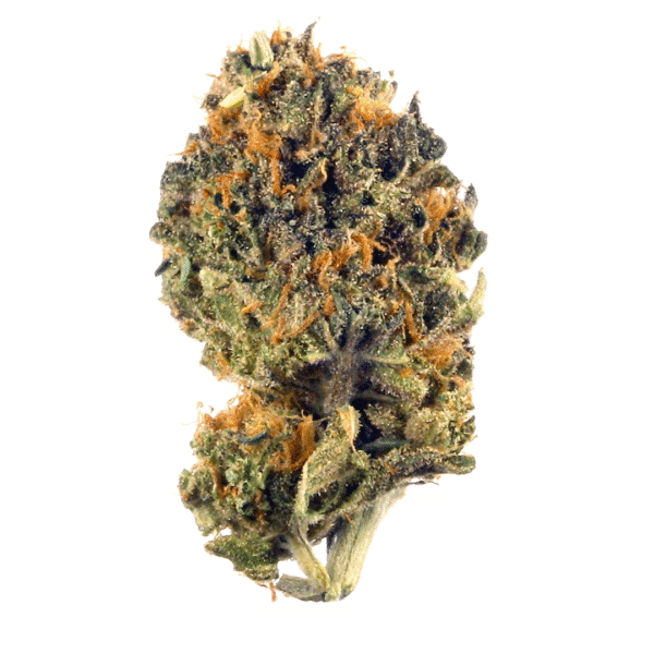 Purple Oreoz F1 Feminised Seeds