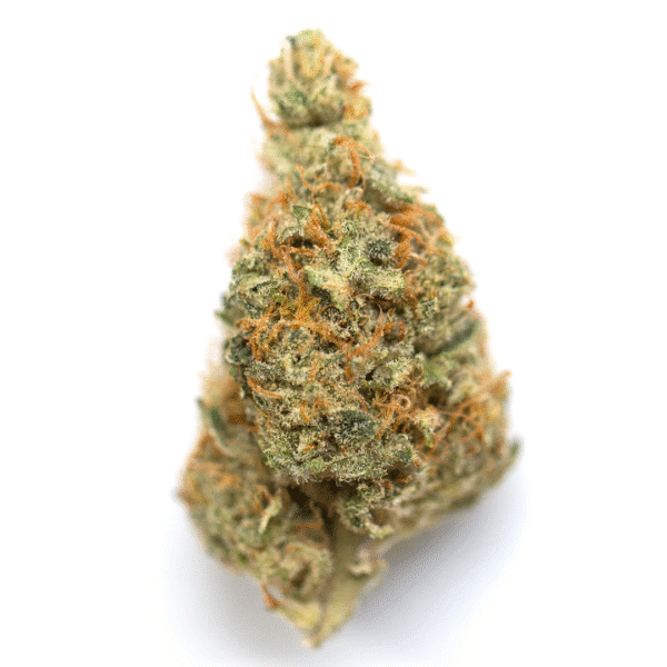 Raspberry Pie Feminised Seeds