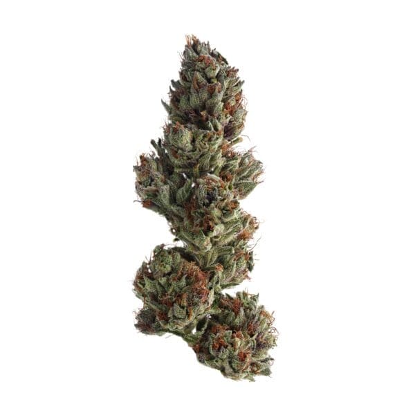 Runtz FAST Feminised Seeds