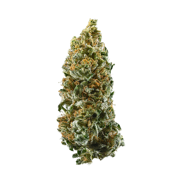Sherbet S1 Feminised Seeds