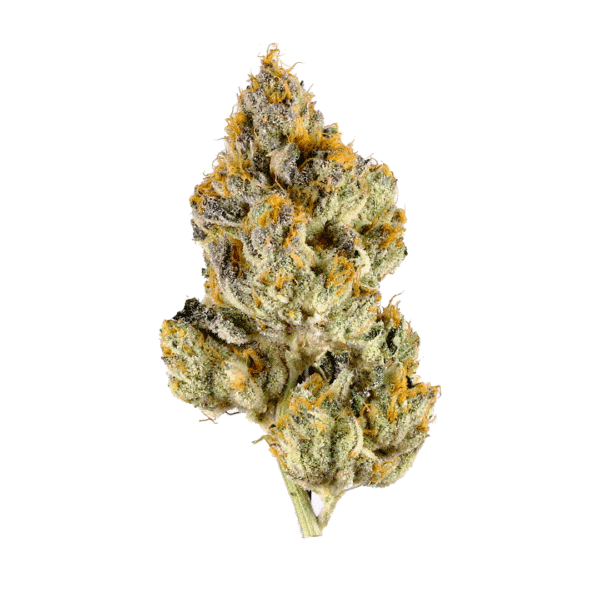 Think Different Auto Feminised Seeds
