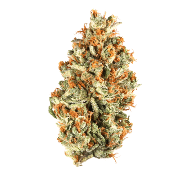 Great White Shark Feminised Seeds