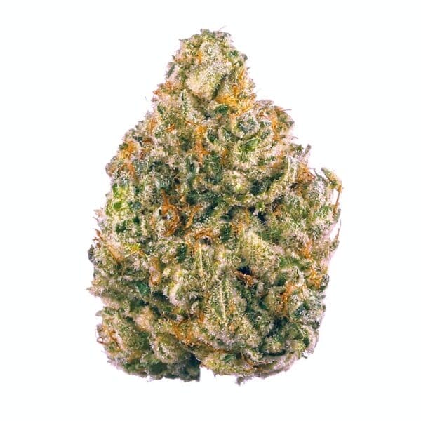 Mazar Auto Feminised Seeds