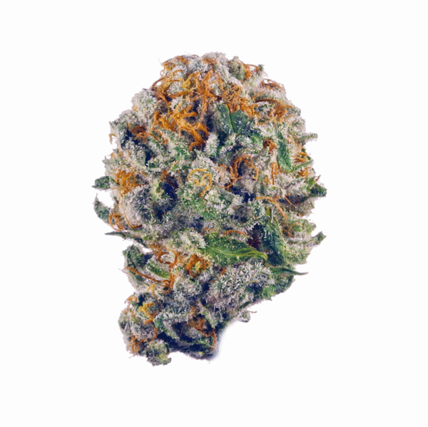 Pakistani Chitral Kush Feminised Seeds