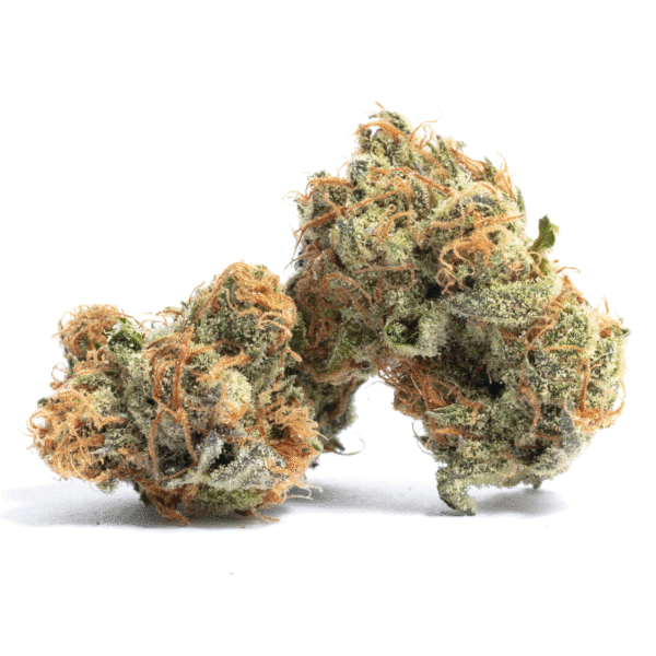 Peyote Cookies Feminised Seeds